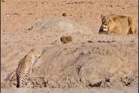 (ویدئو) پلنگ بی‌حواس، وارد دام پهن شده شیر شد!