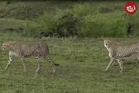 (ویدئو) غزال بی تجربه در دام سه یوزپلنگ گرسنه افتاد!