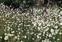 معمای توهم نوری؛ آیا می‌توانید سگ پنهان شده در گلزار را در ۱۲ ثانیه پیدا کنید؟