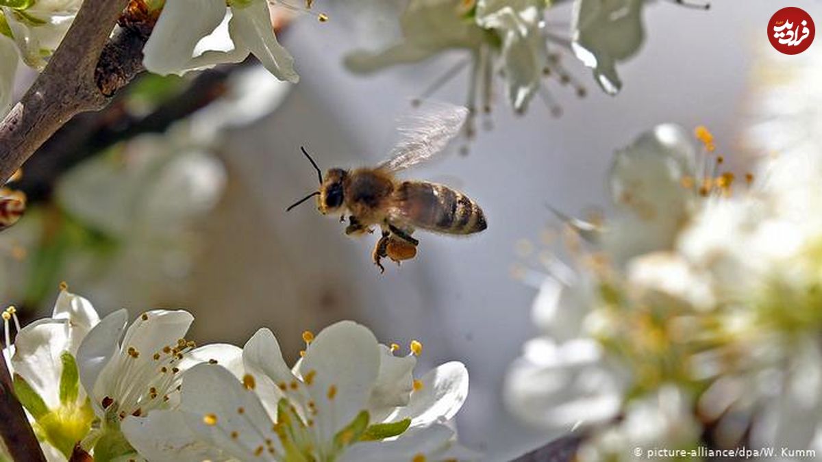 ساخت هوش مصنوعی از روی زنبور