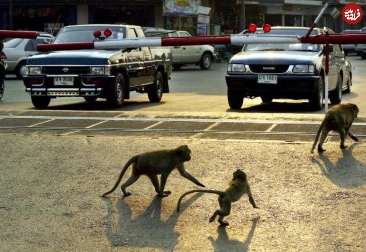 (ویدئو) میمون‌های عجیبی که پلاک ماشین می‌دزدند!