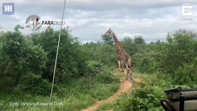 ویدیو/ زرافه شجاع، شیرها را تار و مار کرد!