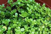 این سبزی درمان قند خون و ۹۹ درد است!