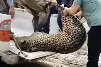 ویدئویی تلخ پیدا شدن لاشه یک پلنگ در رودخانه سه هزار