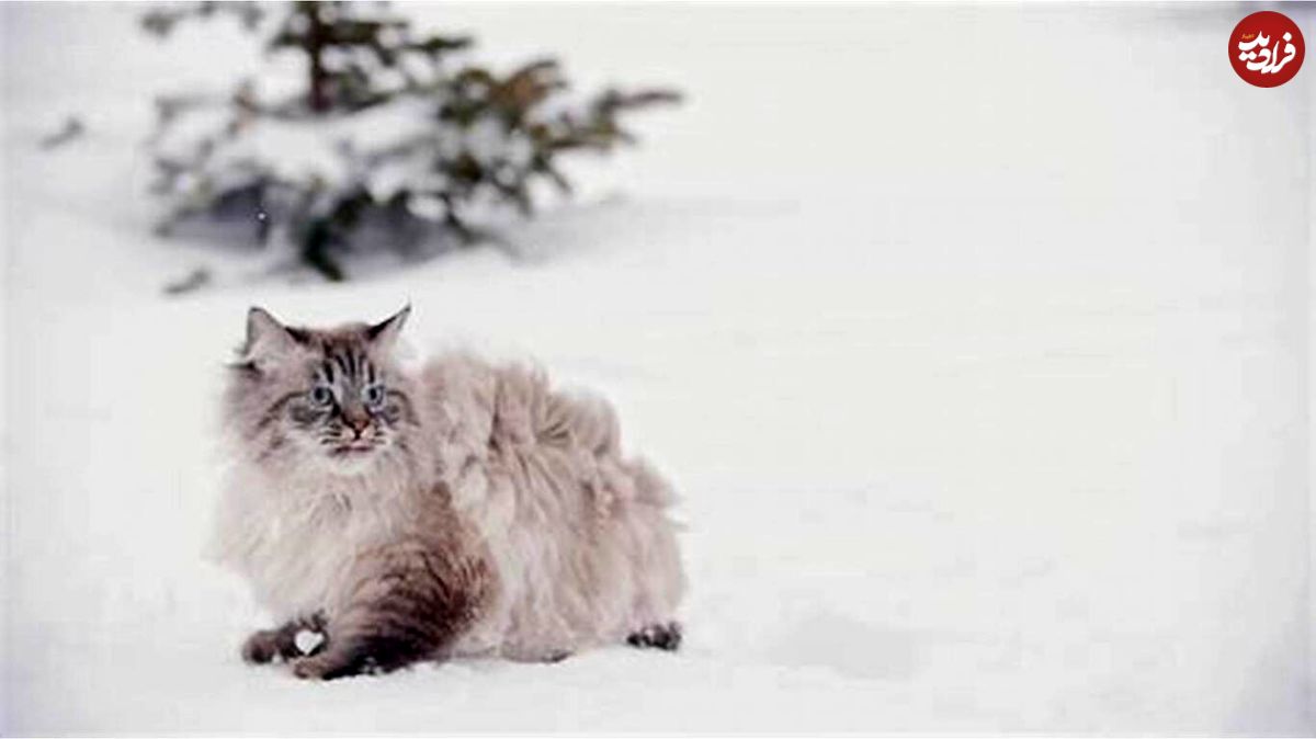 (ویدئو) تلاش باورنکردنی یک گربه باهوش برای رهایی از زیر برف