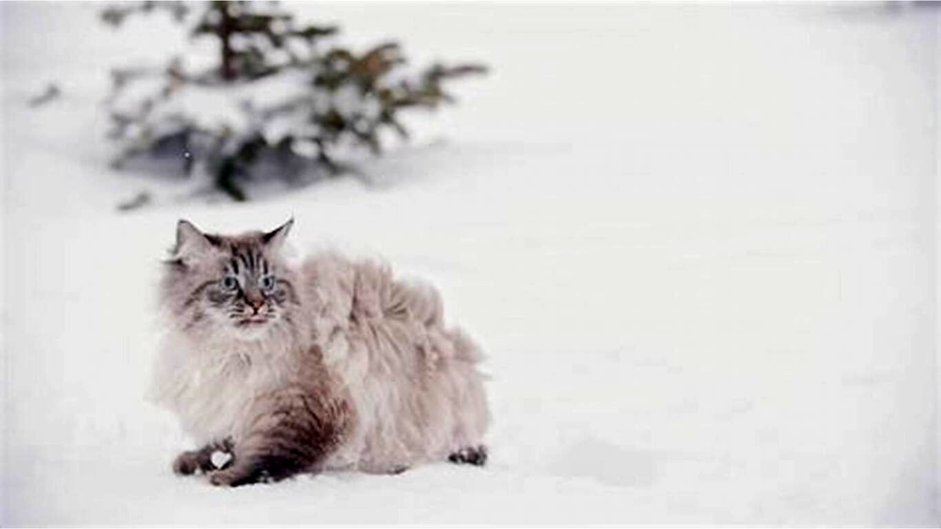 (ویدئو) تلاش باورنکردنی یک گربه باهوش برای رهایی از زیر برف