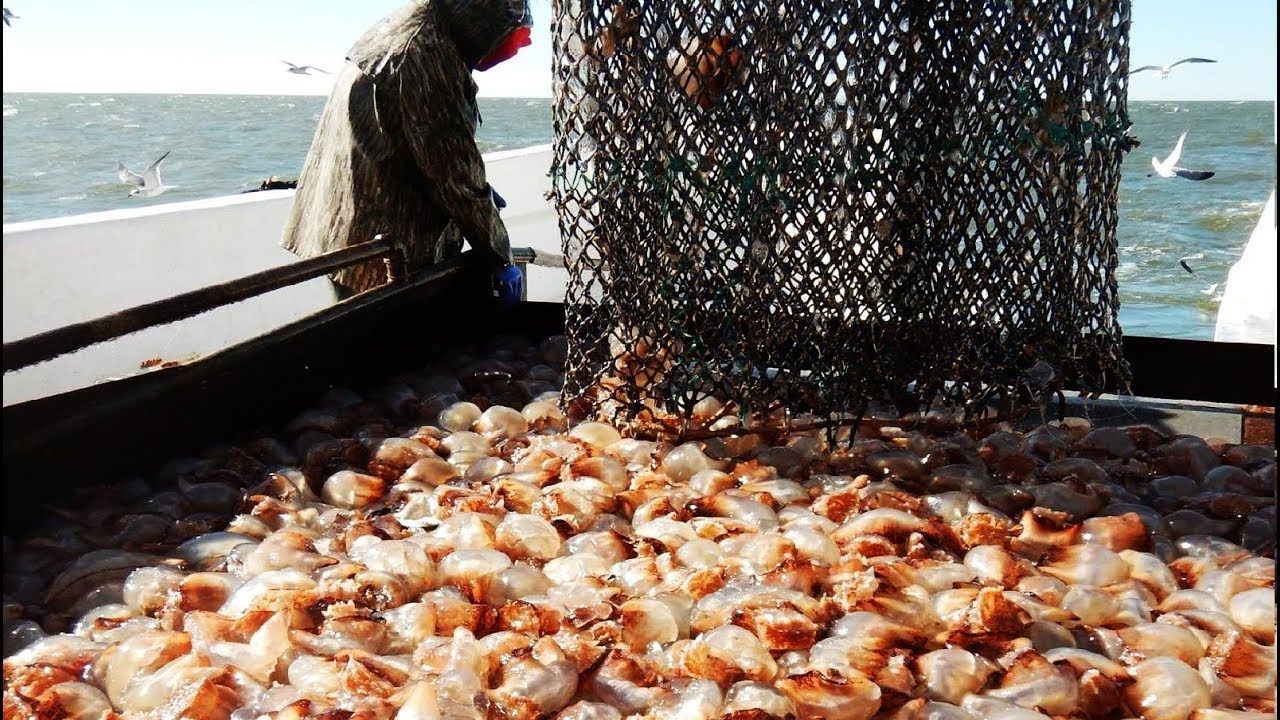 (ویدئو) فرآیند دیدنی صید صدها تن عروس دریایی و شیوه فرآوری گوشت آن در کارخانه