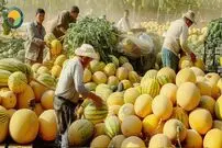 ببینید؛ فرآیند کاشت، برداشت و فرآوری هزاران تن طالبی در مزارع آمریکای جنوبی