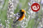 عکس| آشنایی با پاندای دنیای حشرات؛ جان این زنبور عسل در خطر است!