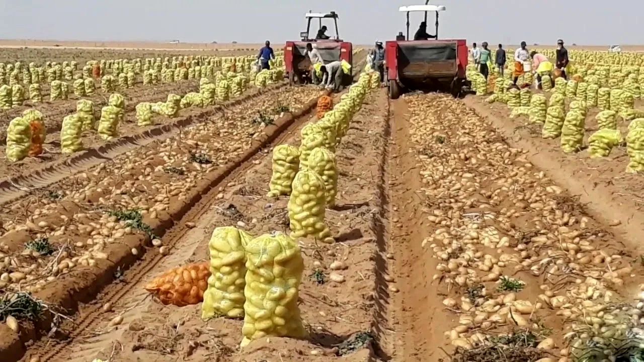 (ویدئو) عملیات دیدنی کشت، پرورش و برداشت صدها تن سیب زمینی در یک مزرعه آمریکایی