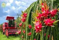 ببینید| چگونه ویتنامی ها میلیون ها دراگون فروت را برداشت و فرآوری می کنند؟