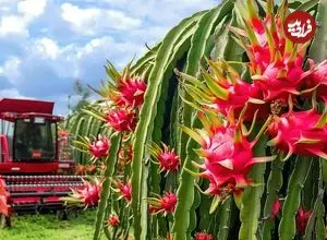 ببینید| چگونه ویتنامی ها میلیون ها دراگون فروت را برداشت و فرآوری می کنند؟