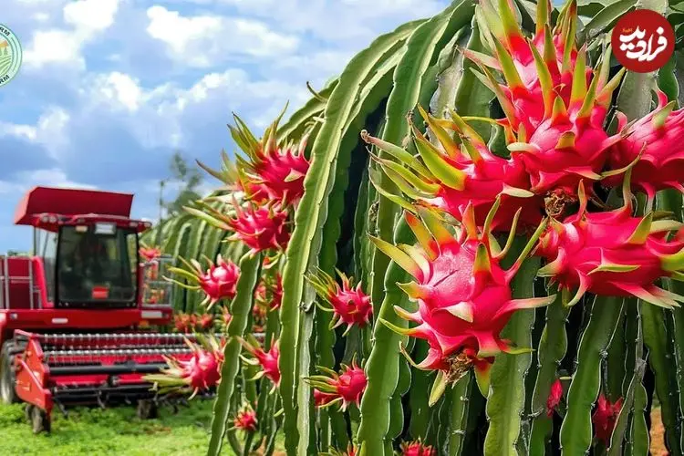 ببینید| چگونه ویتنامی ها میلیون ها دراگون فروت را برداشت و فرآوری می کنند؟