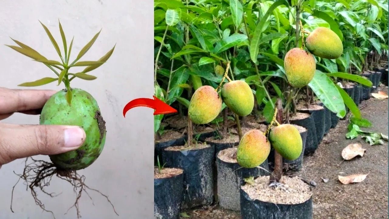 (ویدئو) چگونه میوه انبه را در گلدان بکاریم و در خانه انبه برداشت کنیم؟