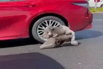 (ویدیو) یک روزعادی در استرالیا!