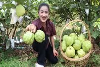 ببینید؛ غذای روستایی در چین؛ برداشت گواوا از مزرعه و پخت غذا با آن ها