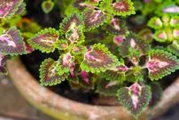 همۀ آنچه دربارۀ نگهداری از «حسن یوسف» باید بدانیم