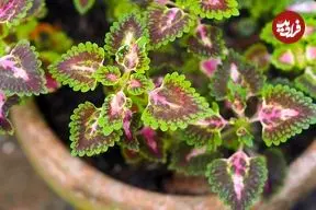 همۀ آنچه دربارۀ نگهداری از «حسن یوسف» باید بدانیم