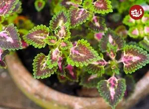 همۀ آنچه دربارۀ نگهداری از «حسن یوسف» باید بدانیم