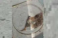 عکس؛ هنر خیابانی؛ خلاقیت هنرمندی که «دریچه فاضلاب» را به یک «شاهکار هنری» تبدیل کرده است