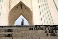 تصاویر| تهران در دود