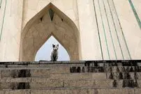 تصاویر| تهران در دود