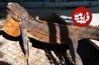 ببینید؛ غذای خیابانی در ویتنام؛ پخت خوراک کاری با ایگوانا در هانوی!
