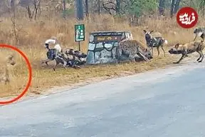ببینید| وقتی کفتار محاصره‌شده توسط سگ‌های وحشی درخواست کمک می‌کند!