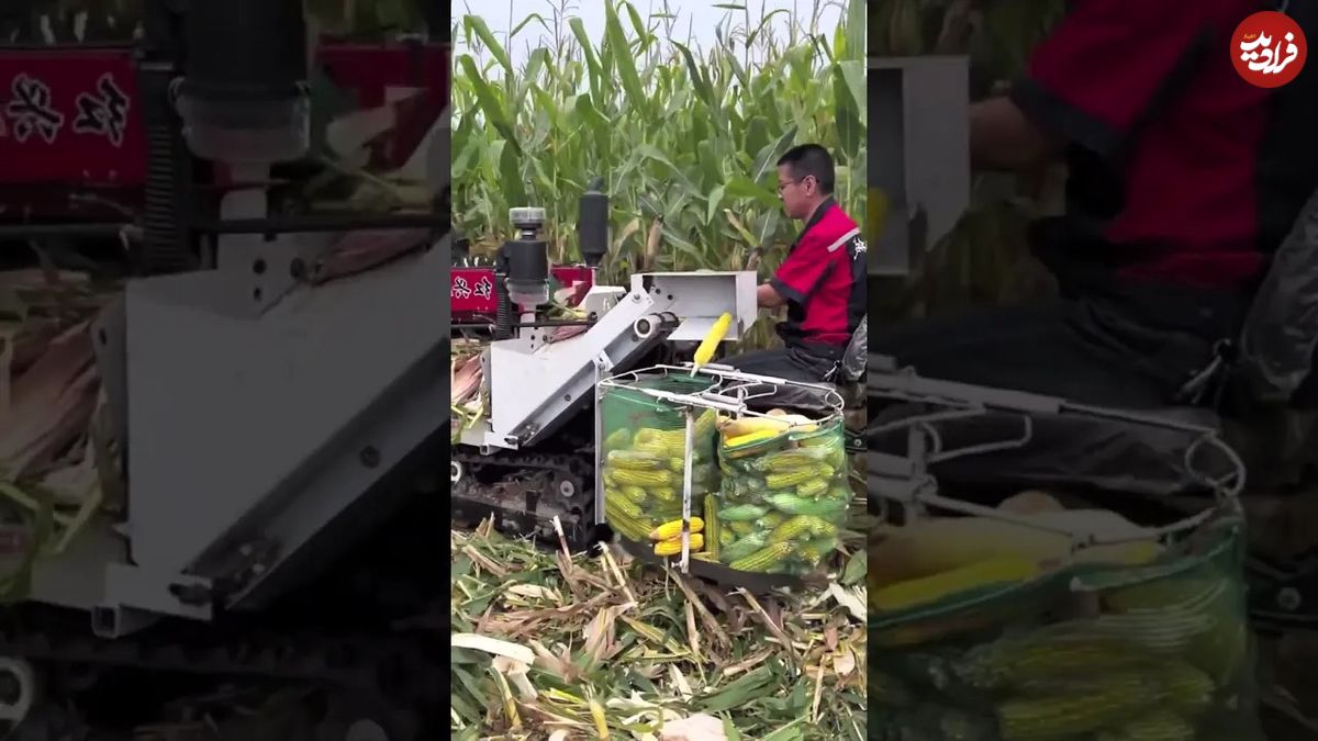 (ویدئو) این ماشین کوچک مدرن برداشت ذرت شما را شگفت زده می کند!