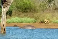 ببینید| «شیر گرسنه» حمام گِل یک «گراز وحشی» را خراب کرد!