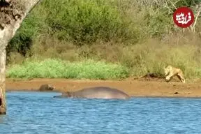 ببینید| «شیر گرسنه» حمام گِل یک «گراز وحشی» را خراب کرد!
