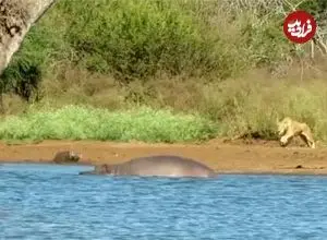 ببینید| «شیر گرسنه» حمام گِل یک «گراز وحشی» را خراب کرد!