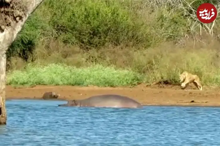 ببینید| «شیر گرسنه» حمام گِل یک «گراز وحشی» را خراب کرد!