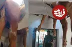 ببینید| سقوط عجیب گاو نر به داخل خانه