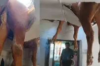 ببینید| سقوط عجیب گاو نر به داخل خانه