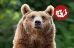 تنها شکارچی‌ای که حتی خرس‌ها و شیرهای کوهی از آن وحشت دارند