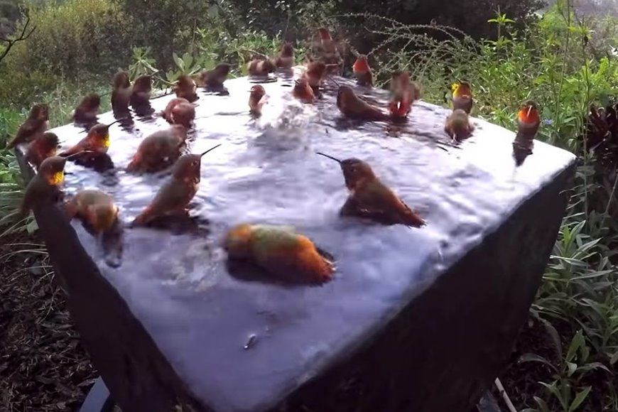 (ویدئو) استخر پارتی مرغ های مگس خوار در هوای گرم