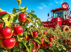 ببینید؛ مراحل کاشت، برداشت و فرآوری هزاران تن سیب و تولید آبمیوه در نیوزیلند