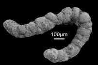 «مدفوع جانوران باستانی» چگونه زندگی را در اقیانوس‌ها متحول کرد؟