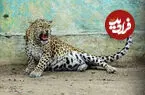 ببینید| حمله پلنگ به مأمور جنگلبانی هنگام عملیات نجات