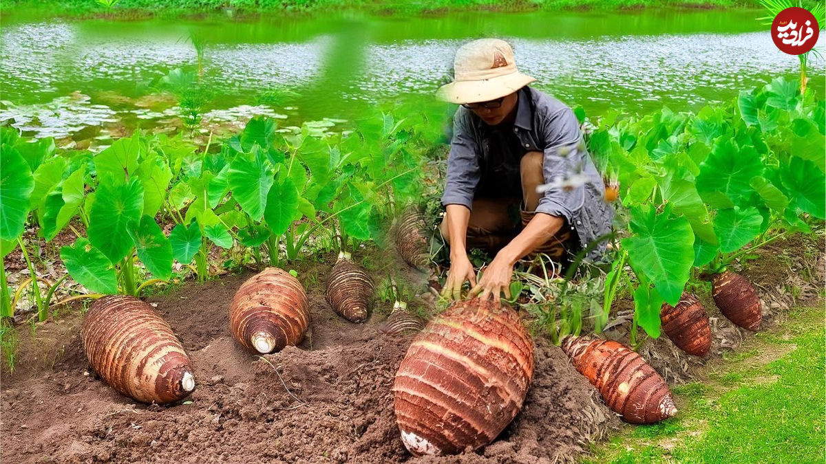 (ویدئو) غذای روستایی در چین؛ پخت غذا با «ترب و تارو»