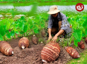 (ویدئو) غذای روستایی در چین؛ پخت غذا با «ترب و تارو»