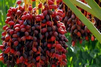 (ویدئو) نحوه برداشت و بسته بندی خرما در طبس؛ فرآیند ساخت سبد حصیری