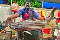 ببینید| برش ماهرانه کوسه سر‌چکشی کمیاب به روش ماهی فروش هندی 