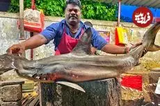 ببینید| برش ماهرانه کوسه سر‌چکشی کمیاب به روش ماهی فروش هندی 