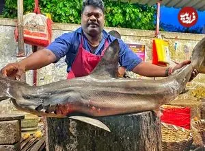 ببینید| برش ماهرانه کوسه سر‌چکشی کمیاب به روش ماهی فروش هندی 