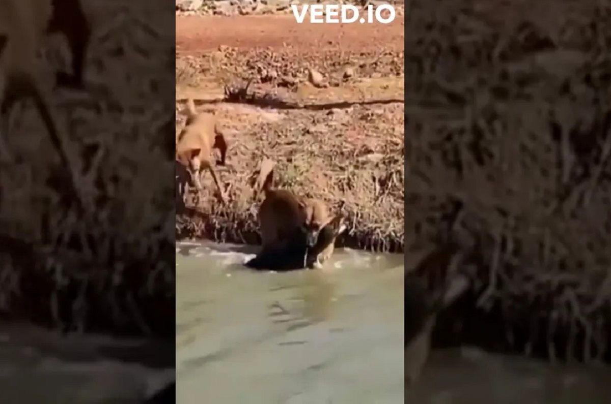 (ویدئو) سگ ولگرد در اقدامی باورنکردنی یک بزمجه را در آب شکار کرد