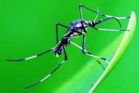 ببینید| 3 گونه از زیباترین پشه های دنیا که شما را شگفت زده می کنند!