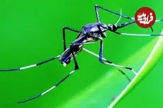 ببینید| 3 گونه از زیباترین پشه های دنیا که شما را شگفت زده می کنند!