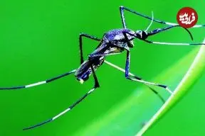 ببینید| 3 گونه از زیباترین پشه های دنیا که شما را شگفت زده می کنند!